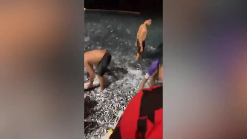 Video - Vô số cá mòi bất ngờ trôi dạt vào bờ, người dân vui mừng đi bắt