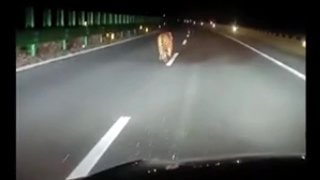 Video - Clip: Hổ bất ngờ xuất hiện trên đường cao tốc