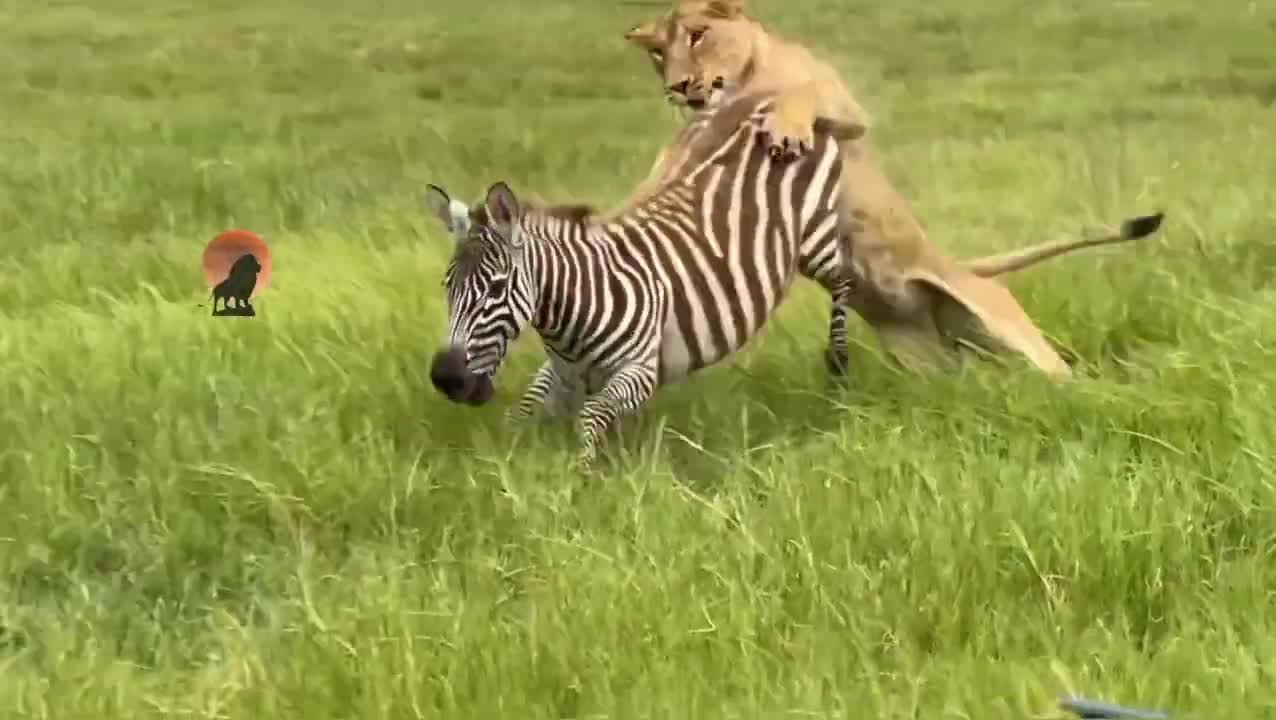 Video - Clip: Kịch tính ngựa vằn tấn công sư tử để cứu bạn