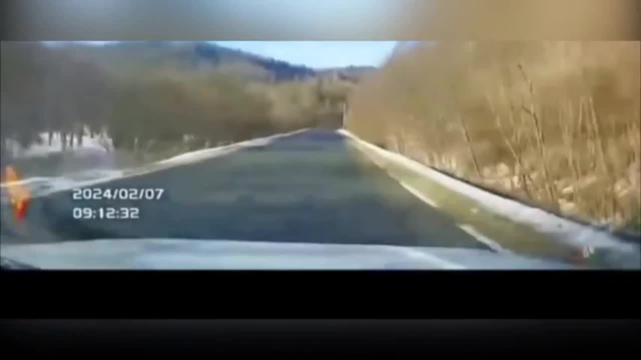 Video - Clip: Hổ Siberia bất ngờ băng qua đường, suýt va chạm với ô tô