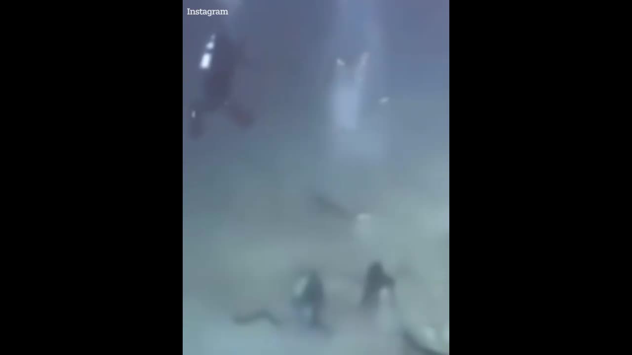 Video - Clip: Khoảnh khắc cá mập điên cuồng lao tới tấn công nhóm thợ lặn