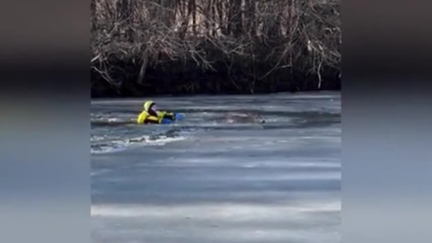 Video - Clip: Nai mắc kẹt trong hồ nước đóng băng được giải cứu