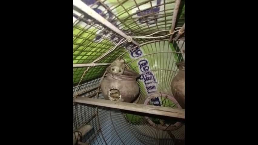 Video - Clip: Chim mẹ dũng cảm chiến đấu với rắn hổ mang