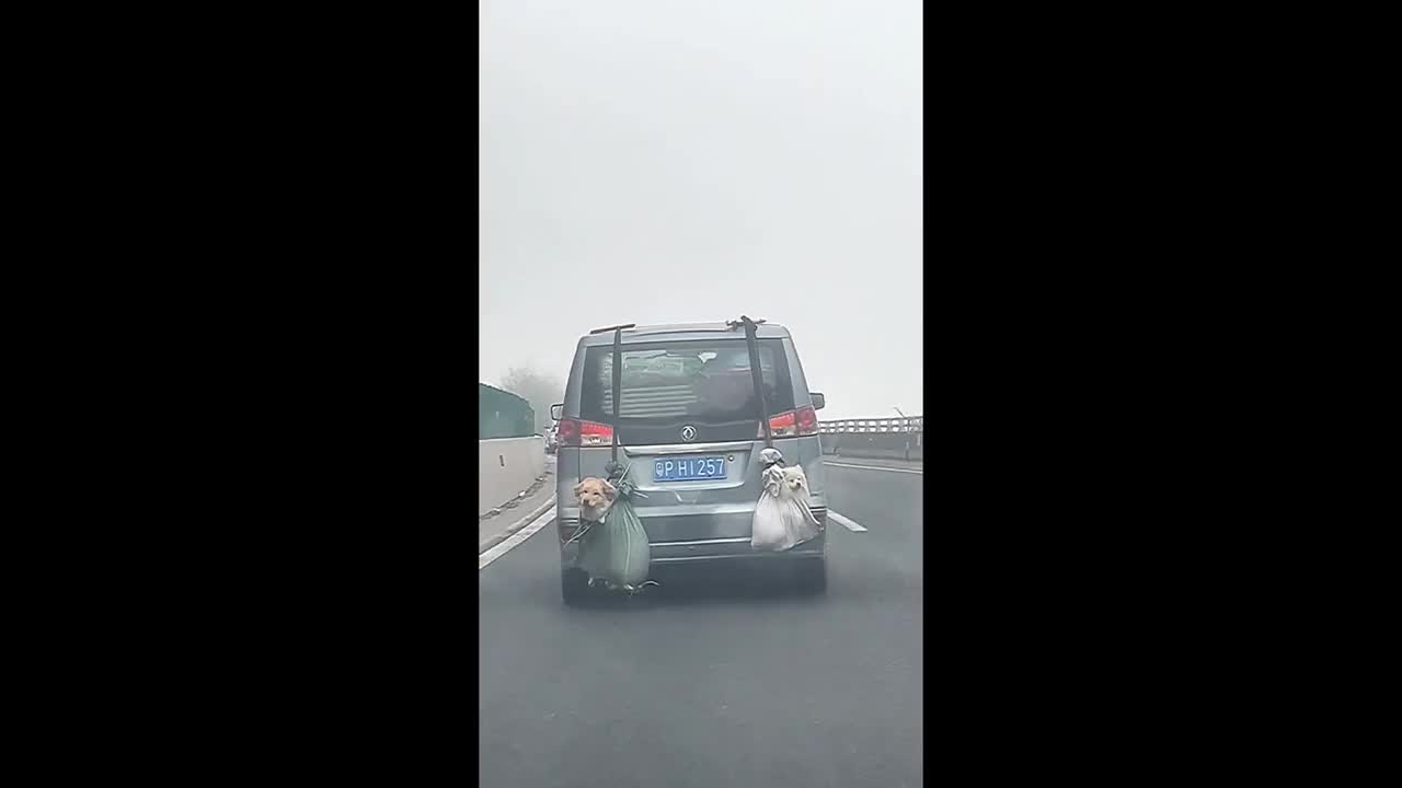 Video - Clip: Hai chú chó treo lủng lẳng sau đuôi ô tô về quê đón Tết