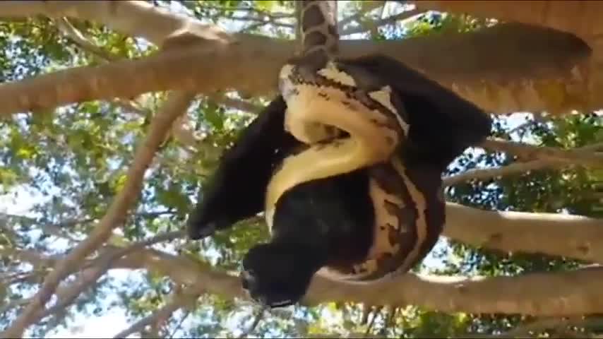 Video - Thấy vật lạ treo trên cây, người đàn ông lại gần thì bắt gặp cảnh đáng sợ