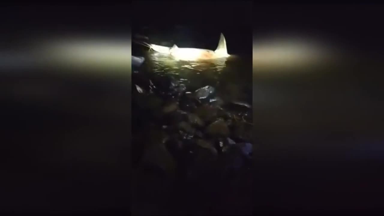 Video - Ngư dân bất ngờ bị cá mập tấn công