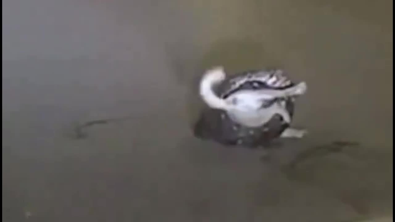 Video - Clip: Kinh hoàng trăn tấn công thú cưng trên đường