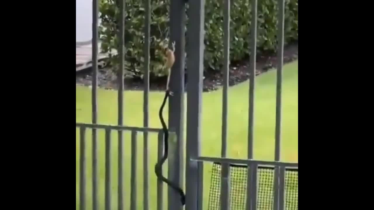 Video - Clip: Rợn người cảnh rắn đu bám tấn công ếch ở hàng rào