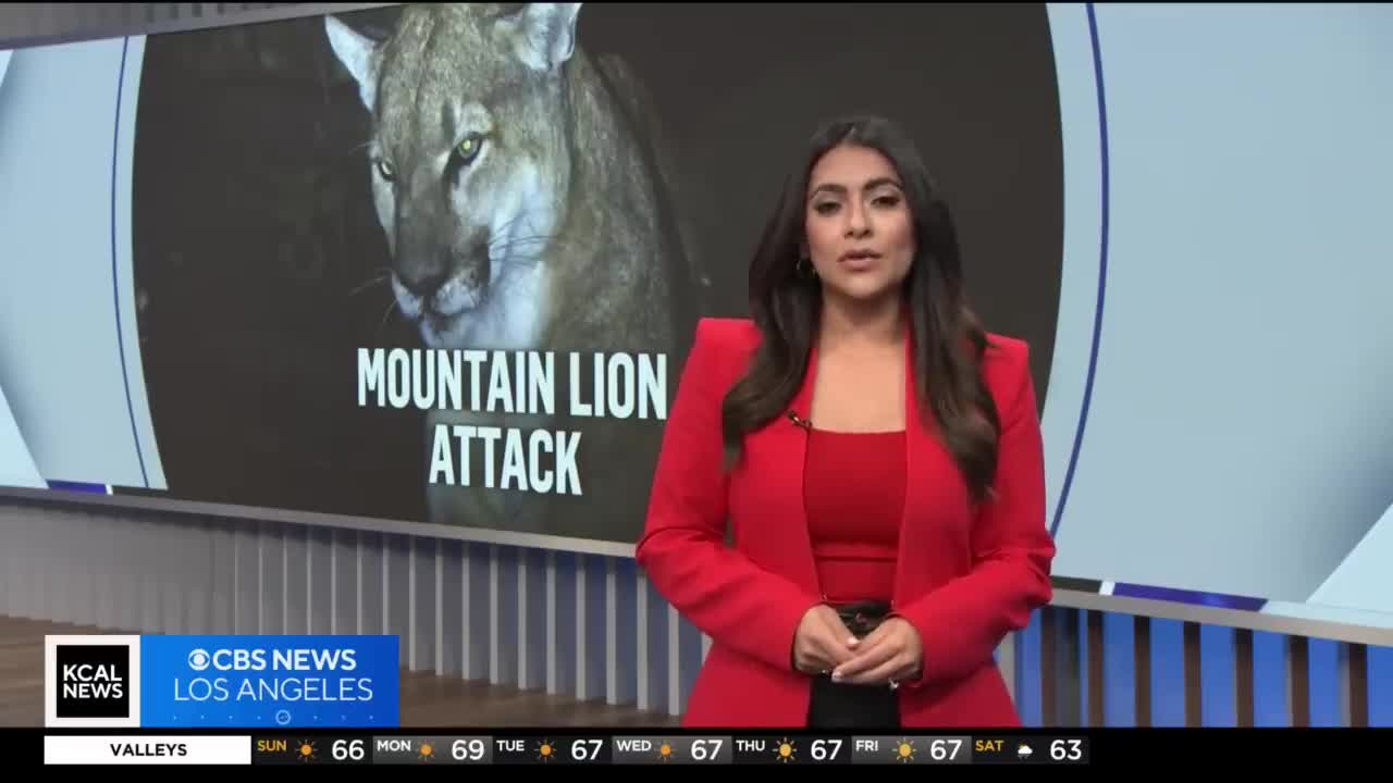 Video - Clip: Chó nhà bị báo sư tử tấn công trong đêm và cái kết bất ngờ