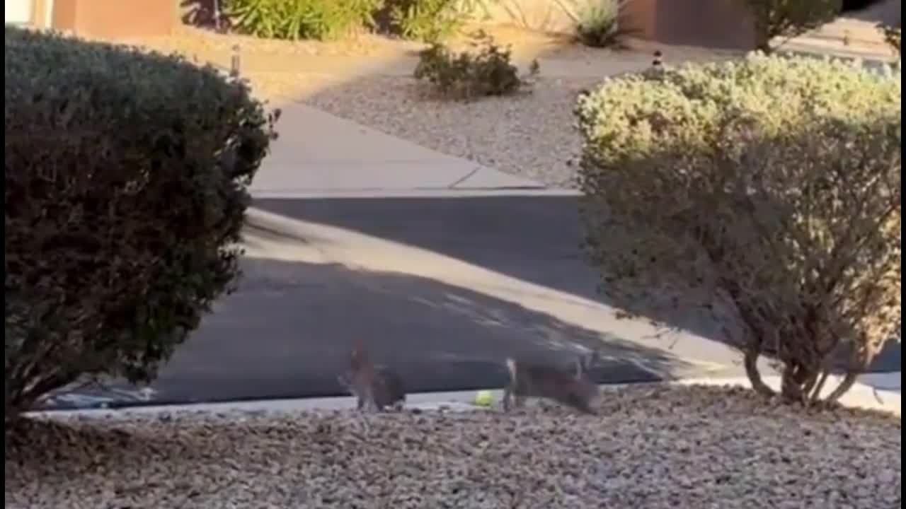 Video - Clip: Cuộc chiến đẹp mắt giữa hai con thỏ gây sốt trên mạng xã hội