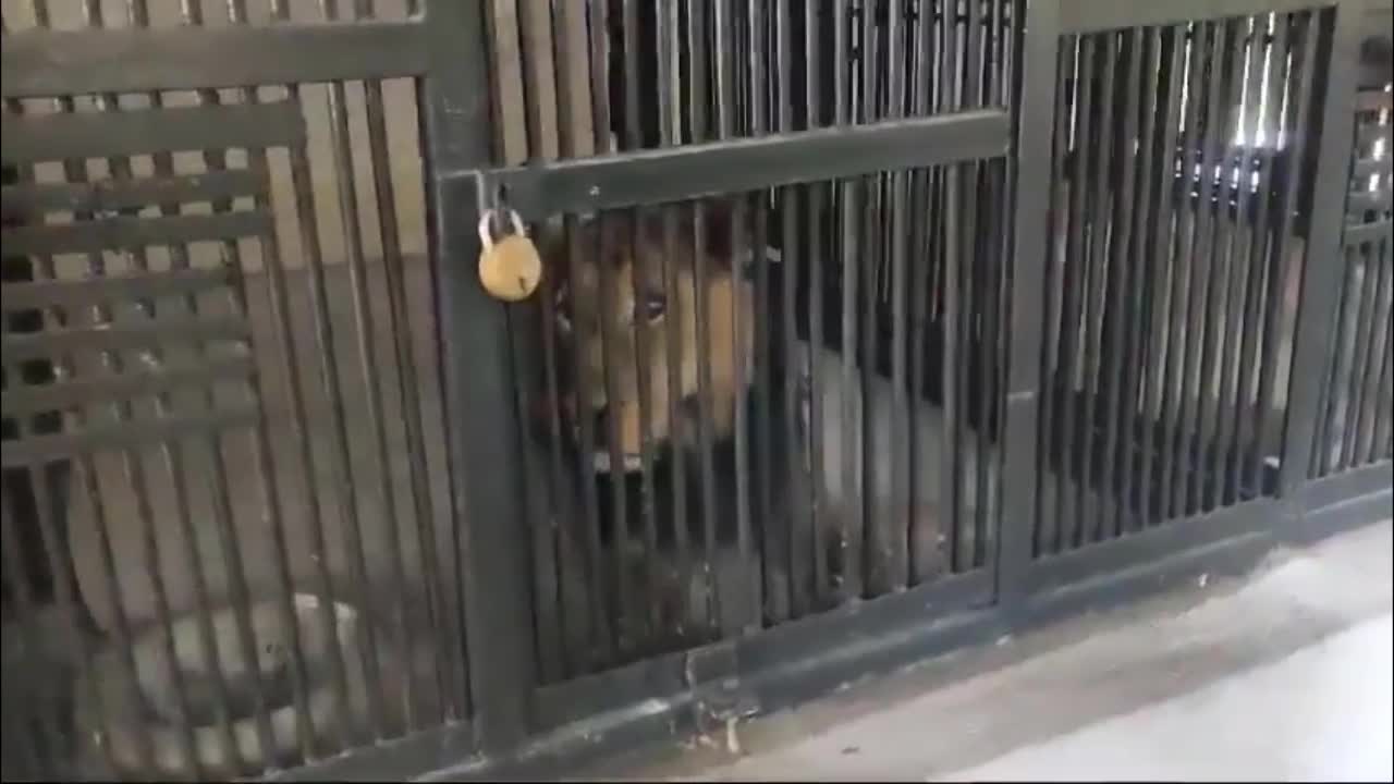 Video - Vào chuồng sư tử chụp ảnh tự sướng, người đàn ông bị sư tử vồ tử vong