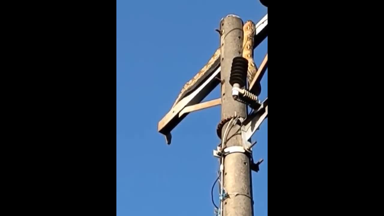 Video - Clip: Nhìn lên cột điện, người dân chứng kiến cảnh tượng nổi da gà