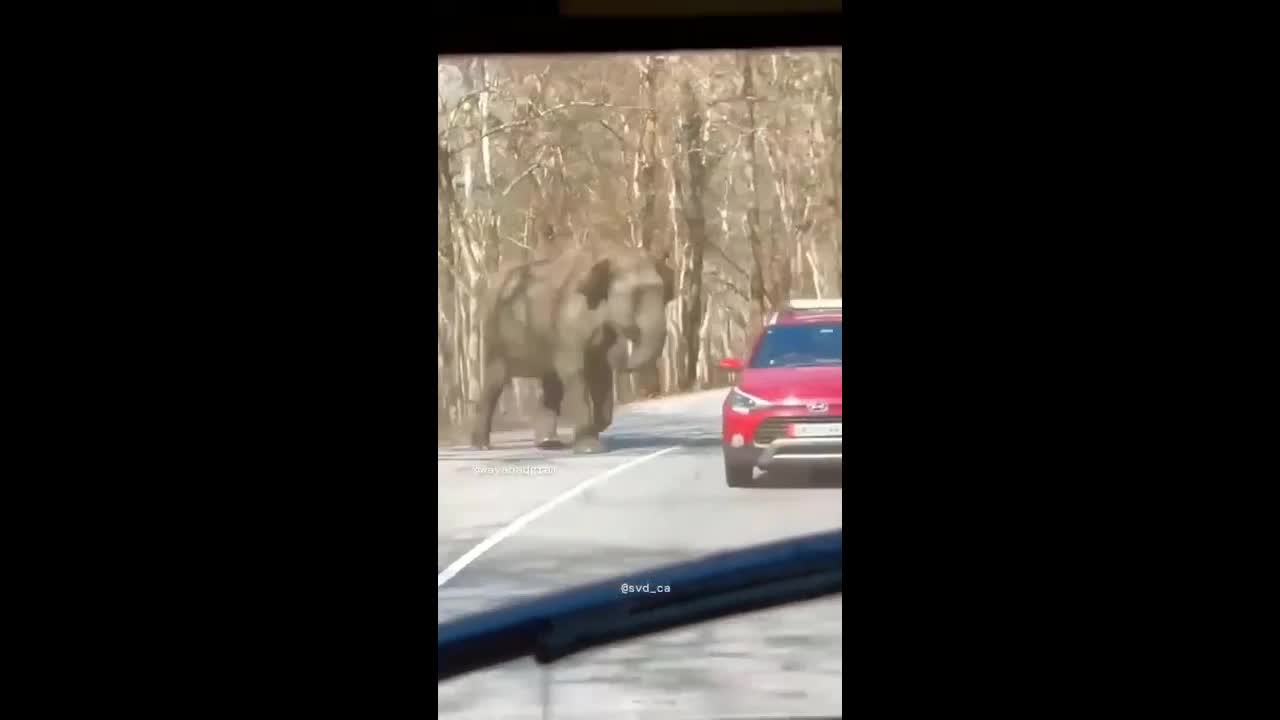 Video - Clip: Bị voi dữ rượt đuổi, hai người đàn ông bỏ chạy bạt mạng