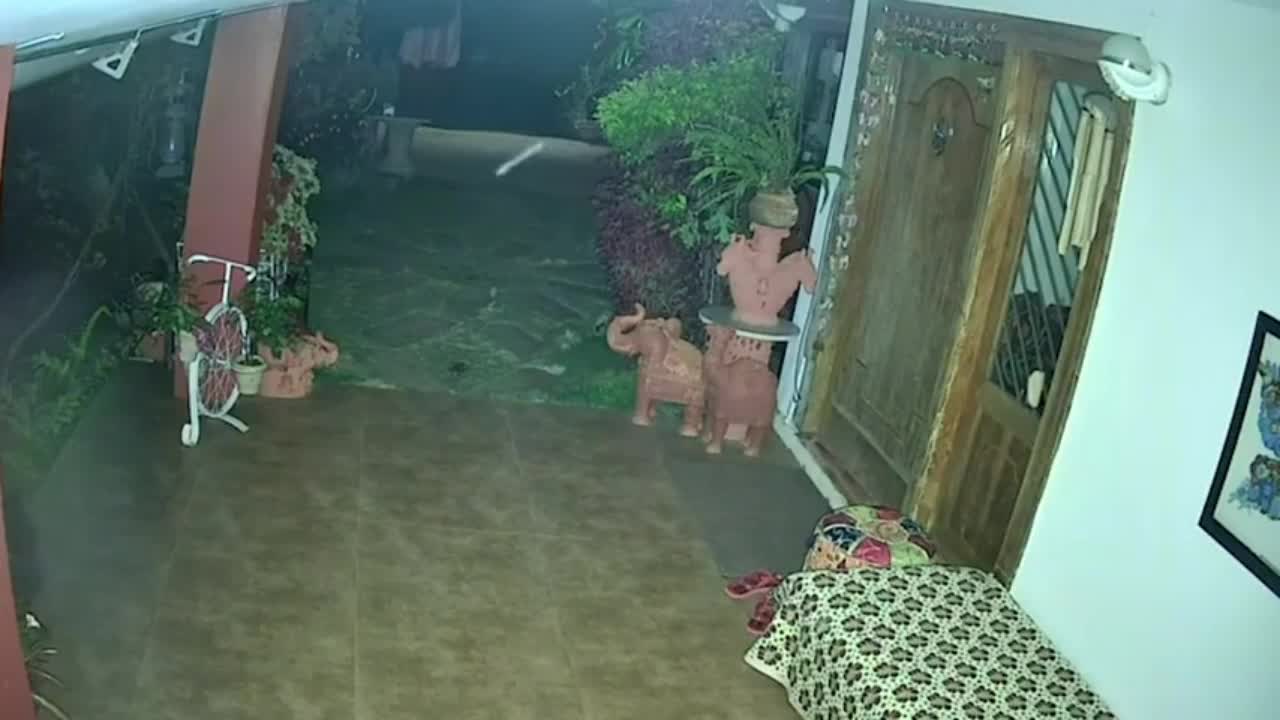 Video - Clip: Báo đen quý hiếm xuất hiện trước cửa nhà khiến người dân lo lắng