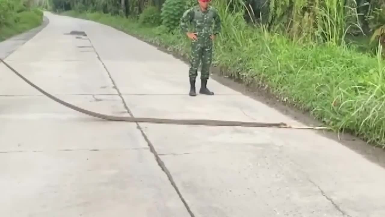 Video - Clip: Kinh hoàng cảnh rắn hổ mang chúa khổng lồ nuốt chửng rắn nhỏ