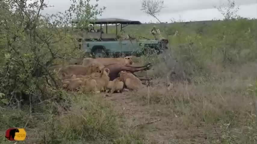 Video - Trâu rừng sắp chết bỗng bật dậy khiến đàn sư tử sợ hãi tháo chạy