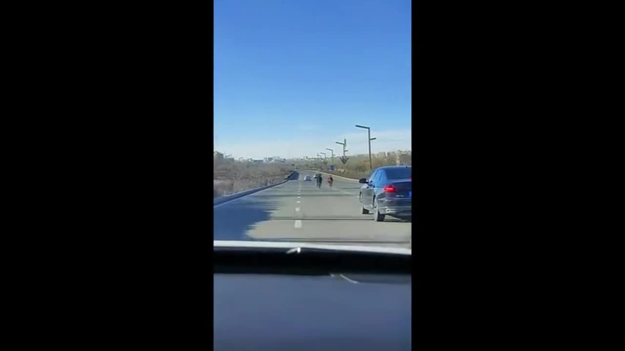 Video - Clip: Phát hiện ngựa chạy giữa các phương tiện trên đường cao tốc