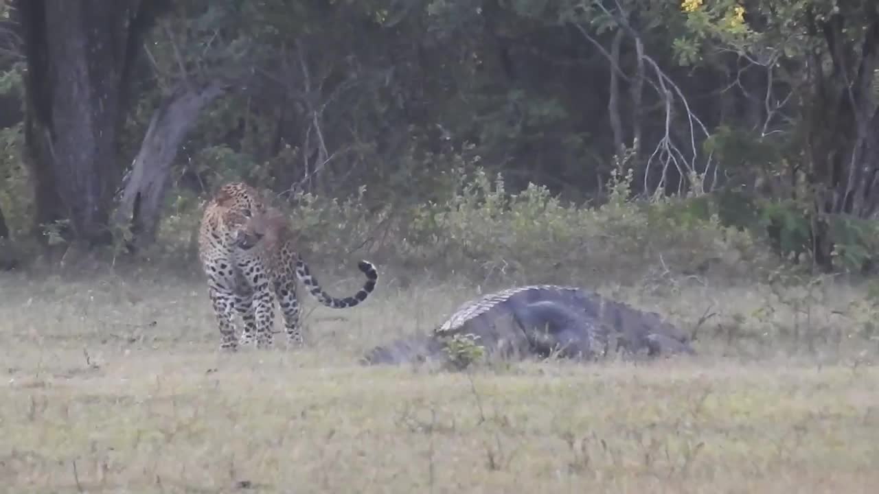 Video - Clip: Đang tấn công cá sấu, báo đốm bất ngờ có hành động lạ