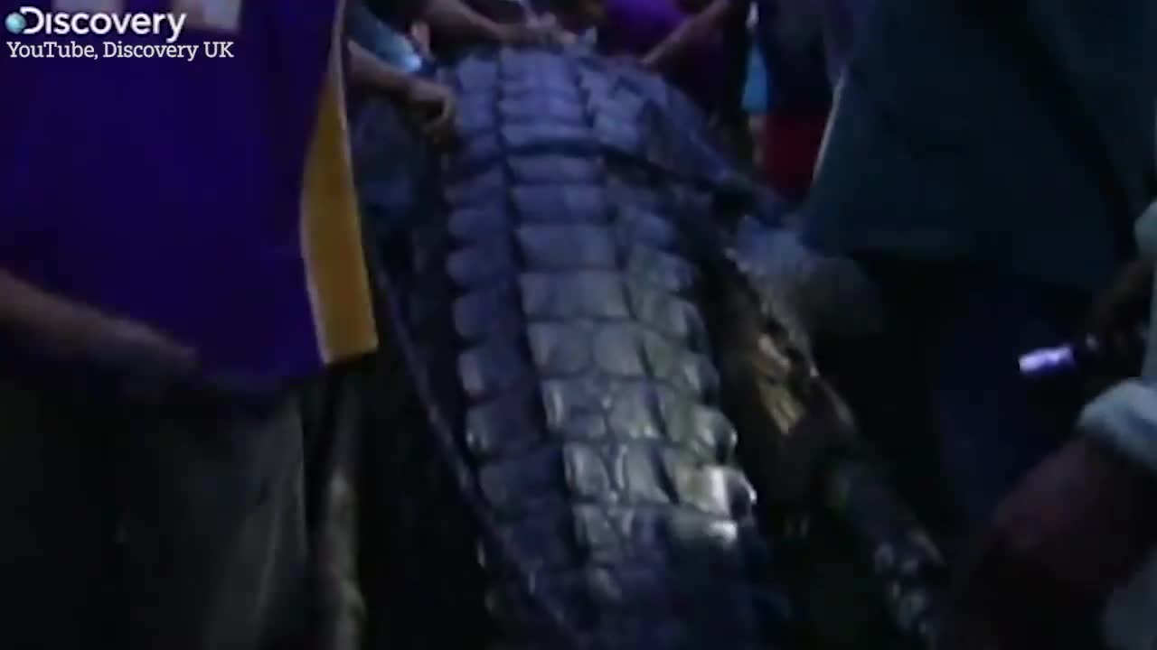 Video - Cận cảnh con cá sấu khổng lồ nặng 1088kg bị bắt vì ăn thịt người