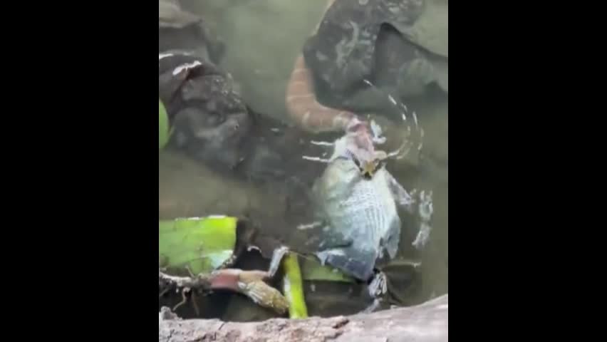 Video - Clip: Rợn người khoảnh khắc rắn nuốt cá khủng