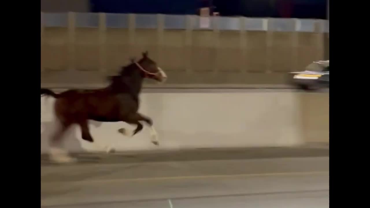 Video - Clip: Ngựa thoát khỏi chuồng phi nước đại trên đường đông đúc