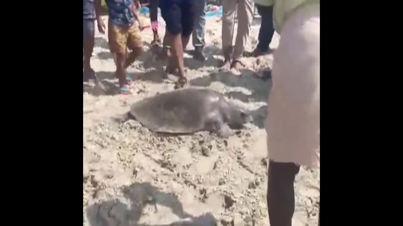 Video - Clip: Tám con rùa biển mắc vào lưới đánh cá được thả trở lại biển