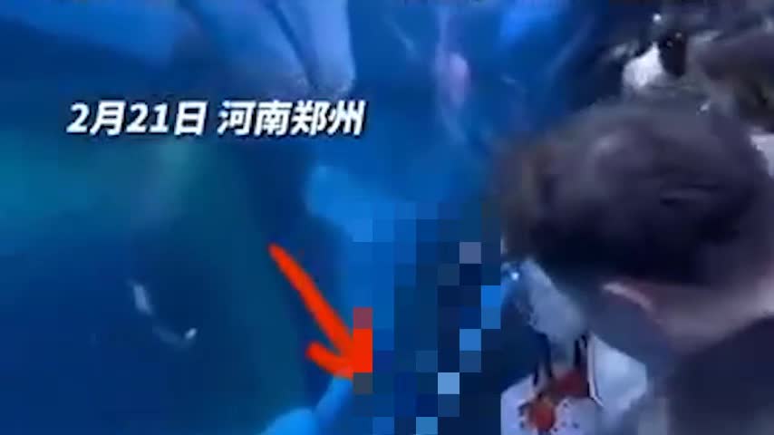 Video - Clip: Thợ lặn chết đuối trong thủy cung, du khách đứng nhìn không biết