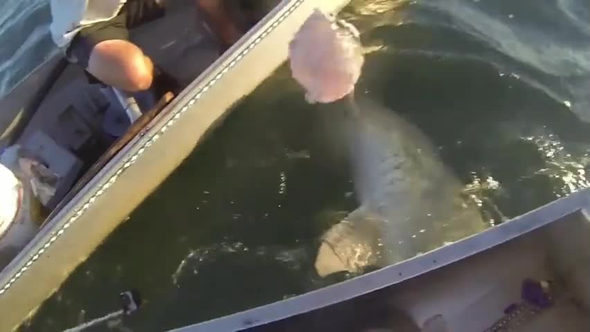 Video - Clip: Ngư dân bị sốc khi câu được cá mập đầu búa hung hãn