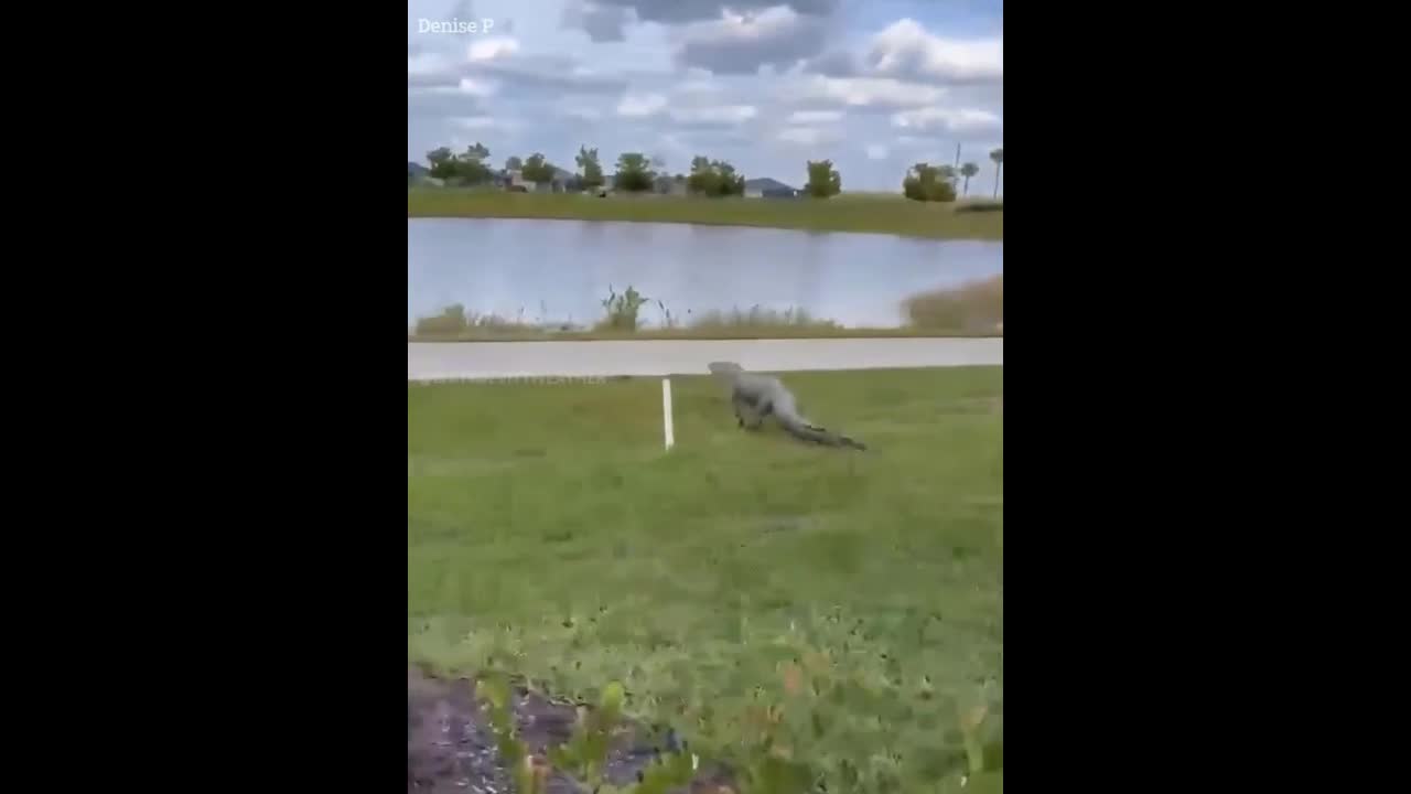 Video - Clip: Cá sấu điên cuồng rượt đuổi định cắn người chơi gofl