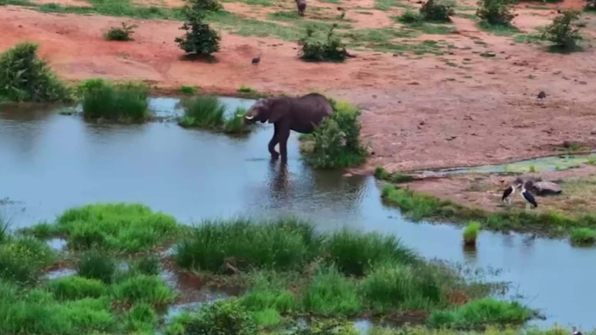 Video - Clip: Cá sấu ngoi lên khỏi mặt nước tấn công voi và cái kết bất ngờ