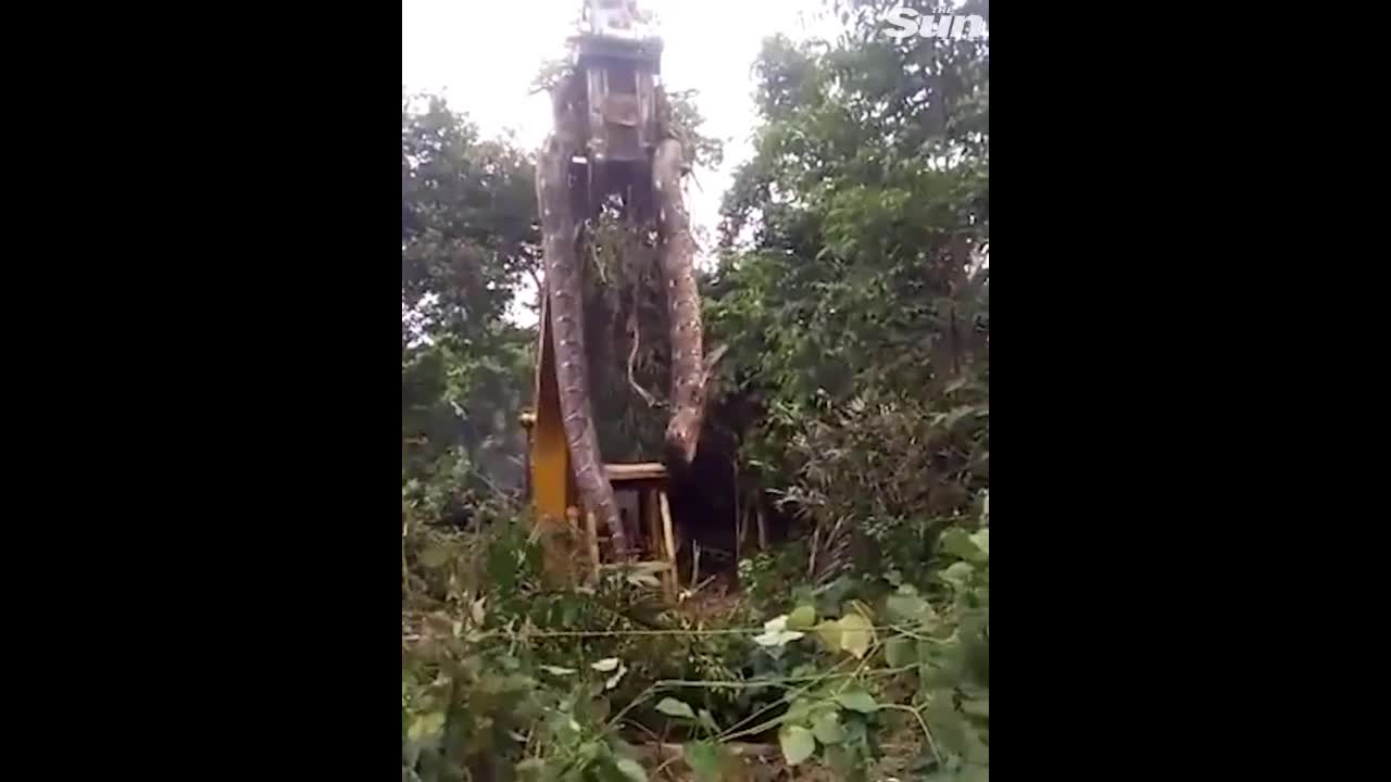 Video - Clip: Công nhân dùng máy xúc bắt sống trăn khổng lồ dài hơn 3 mét