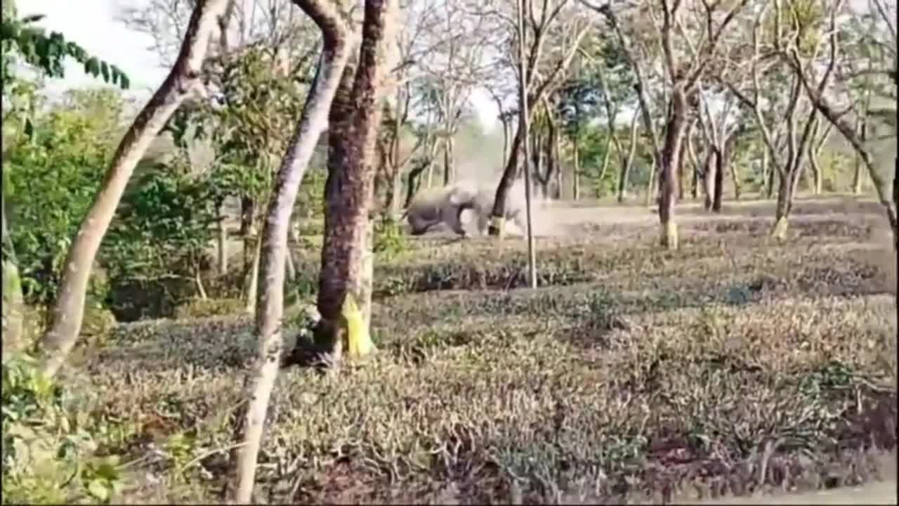 Video - Clip: Kinh hoàng cảnh hai con voi ẩu đả dữ dội