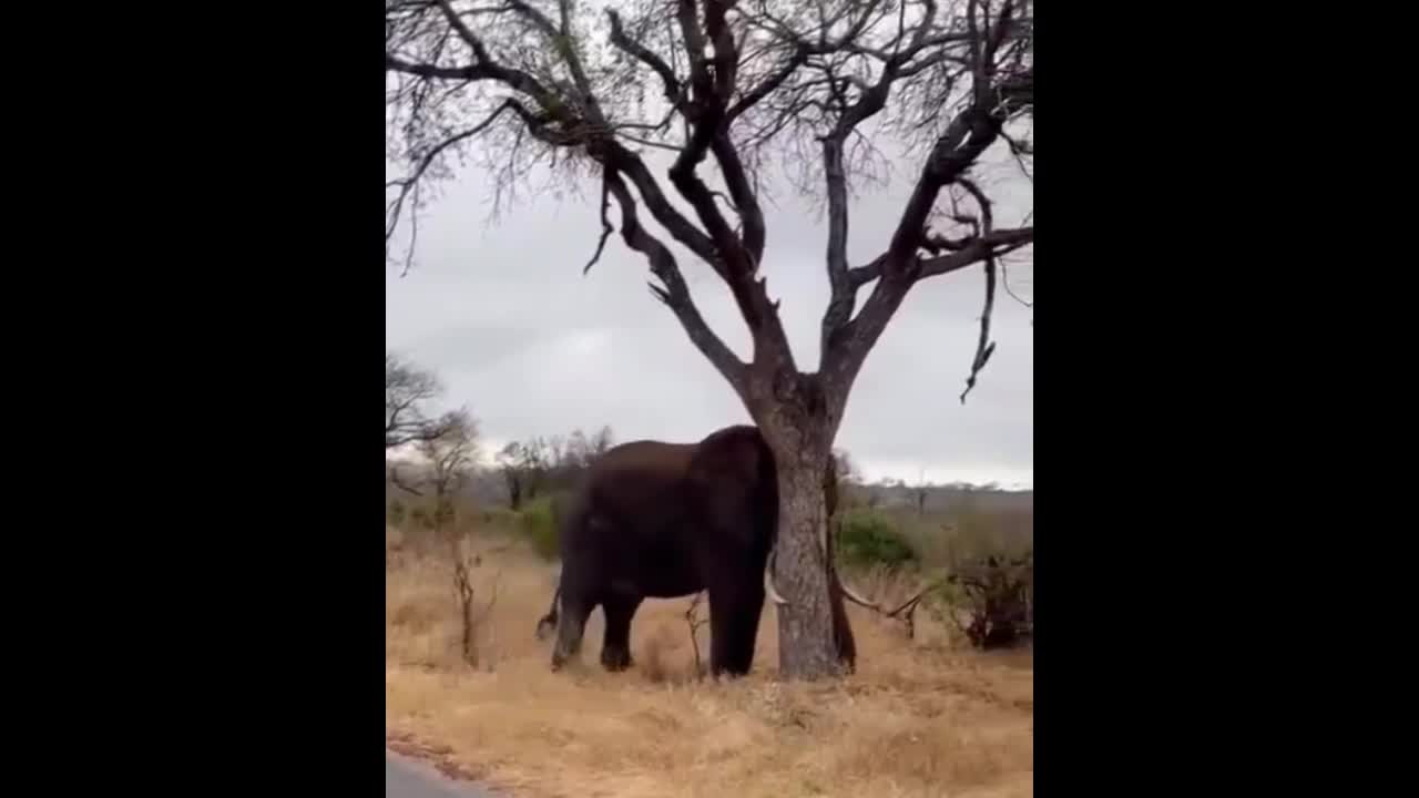 Video - Clip: Kinh hoàng voi húc gãy cây lớn chỉ trong nháy mắt
