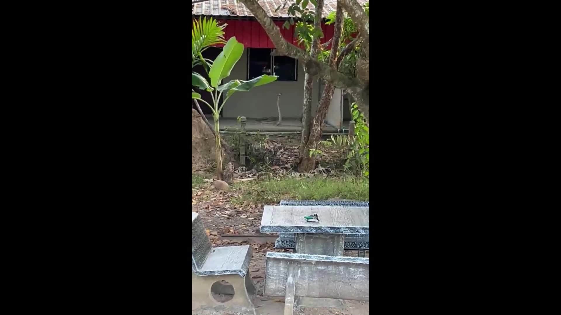 Video - Clip: Rắn hổ mang chúa khổng lồ đối đầu chó nhà và cái kết bất ngờ