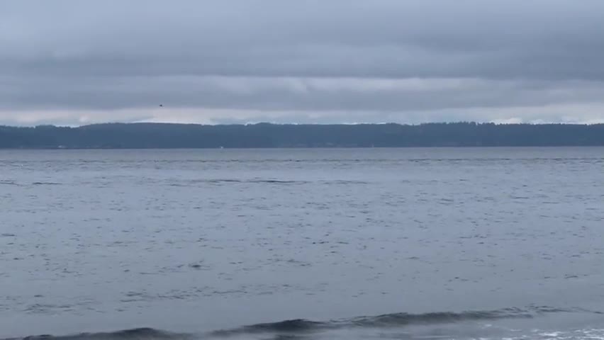 Video - Clip: Khoảnh khắc cá voi sát thủ bơi gần bờ khiến du khách kinh ngạc