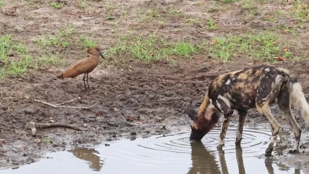 Video - Clip: Kịch tính cò 'chiến đấu' với chó hoang để giành chỗ uống nước