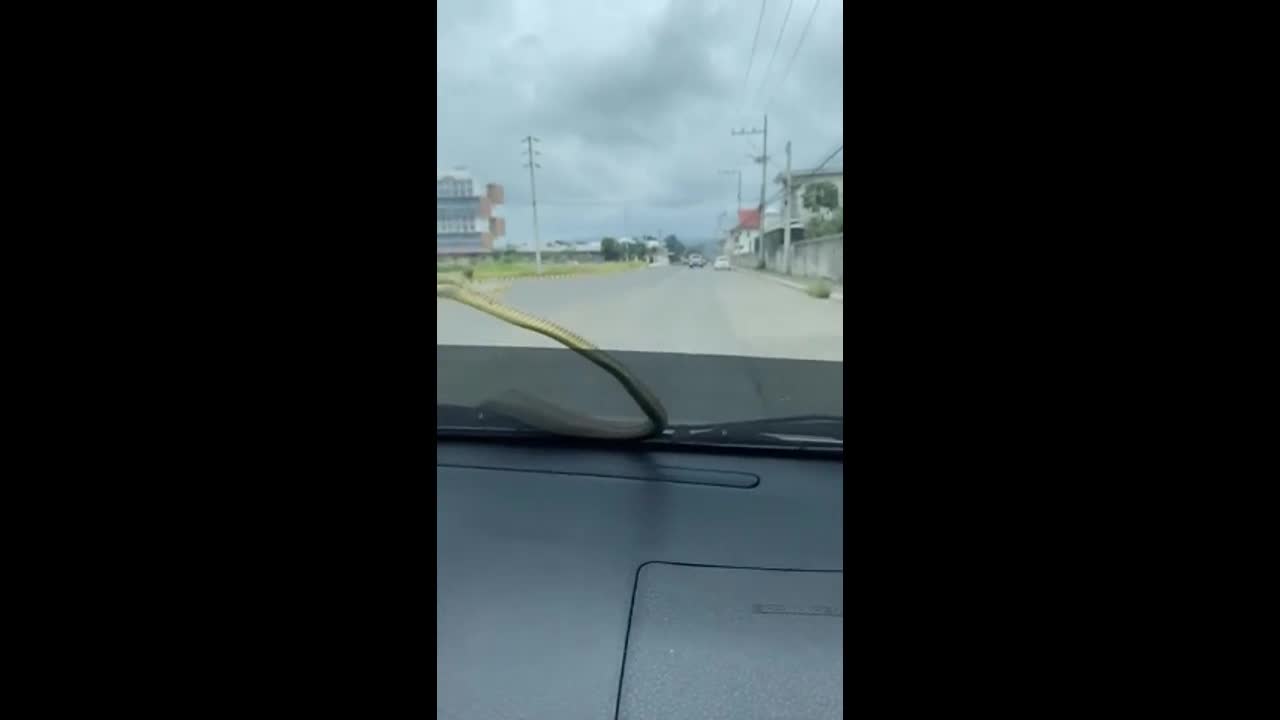 Video - Clip: Rắn bất ngờ trườn lên kính chắn gió khiến tài xế đứng tim