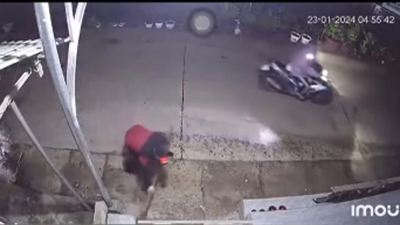 Video - Clip: Hai thanh niên dùng vợt bắt trộm mèo nhanh như chớp