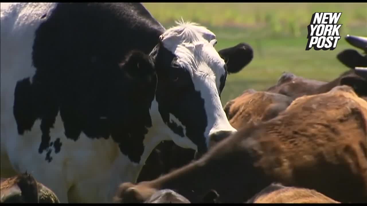 Video - Cận cảnh chú bò khổng lồ cao 1m93, nặng 1,4 tấn, thoát chết vì quá to