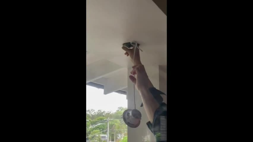 Video - Clip: Rợn người cảnh dùng tay không bắt trăn khổng lồ trên trần nhà