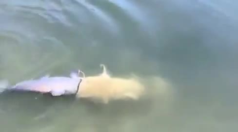 Video - Đi ngang qua hồ nước, người đàn ông sốc nặng khi thấy cảnh trước mắt