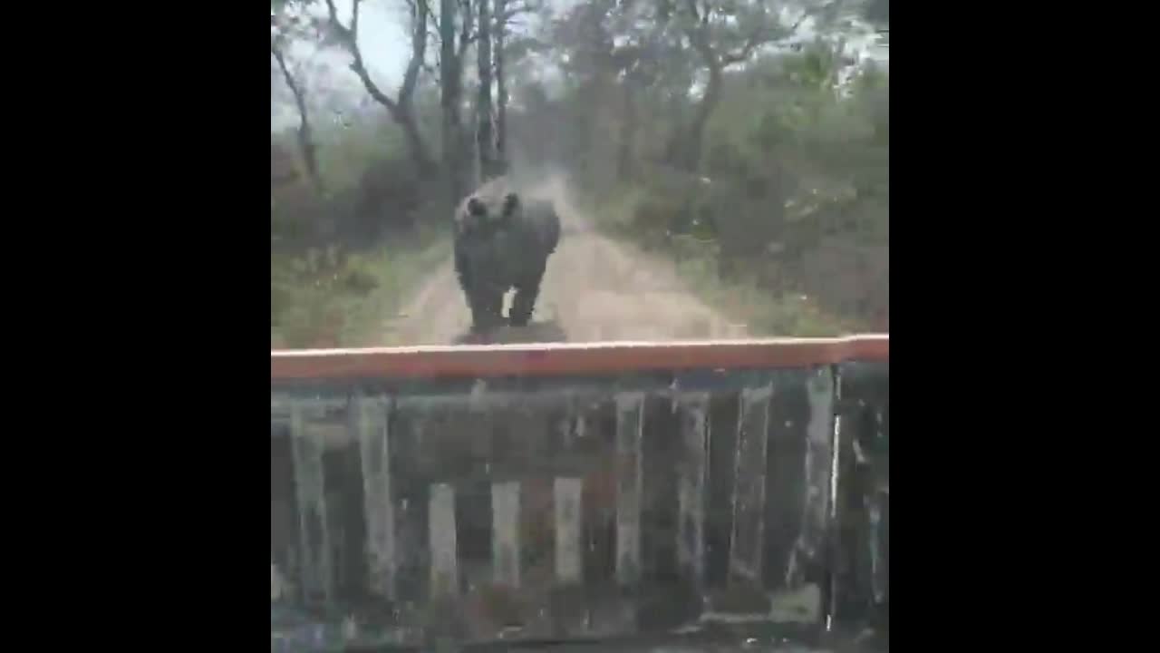 Video - Clip: Tê giác đuổi theo xe ô tô suốt 1,5km