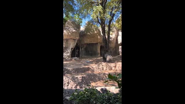 Video - Clip: Khỉ đột nổi điên truy đuổi 2 nữ nhân viên vườn thú và cái kết