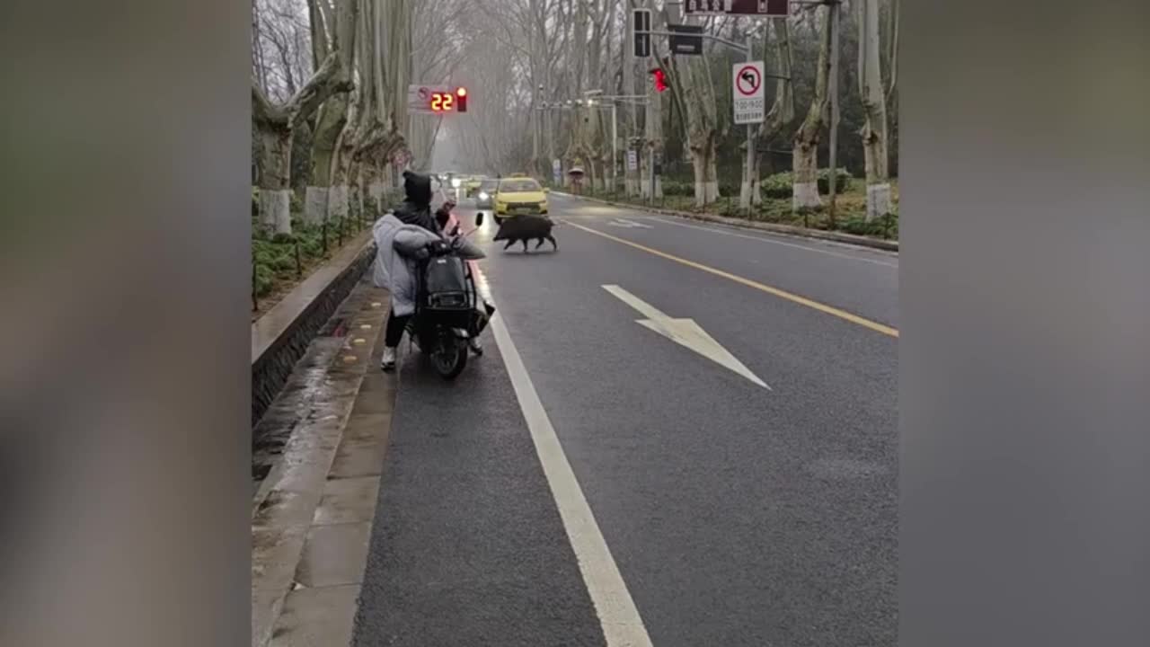 Video - Clip: Lợn rừng xếp hàng trật tự qua đường gây kinh ngạc