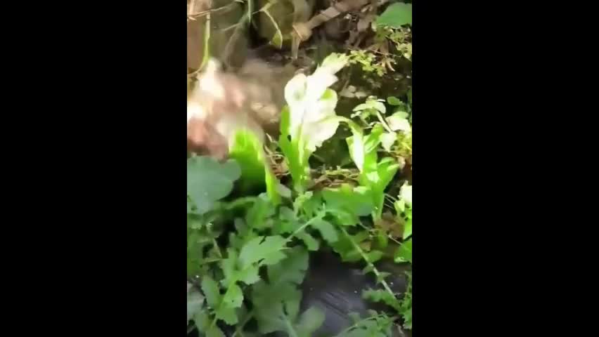 Video - Clip: Mèo con nhanh nhẹn hạ gục chuột to lớn