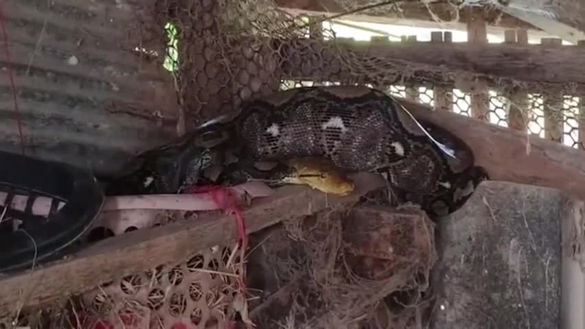 Video - Clip: Kinh hoàng phát hiện trăn dài 3m trong chuồng gà