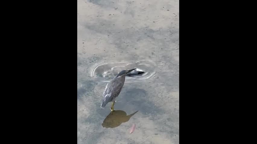 Video - Clip: Hành động bất ngờ của một con cò khi thấy cá sắp chết vì mắc cạn