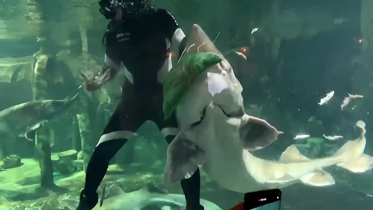 Video - Clip: Thót tim cảnh thợ lặn bị con cá lớn tấn công, cắn vào đầu 