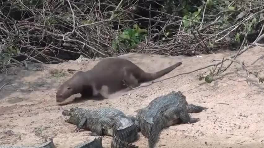 Video - Clip: Rái cá đùa nghịch bên cạnh đàn cá sấu và cái kết bất ngờ