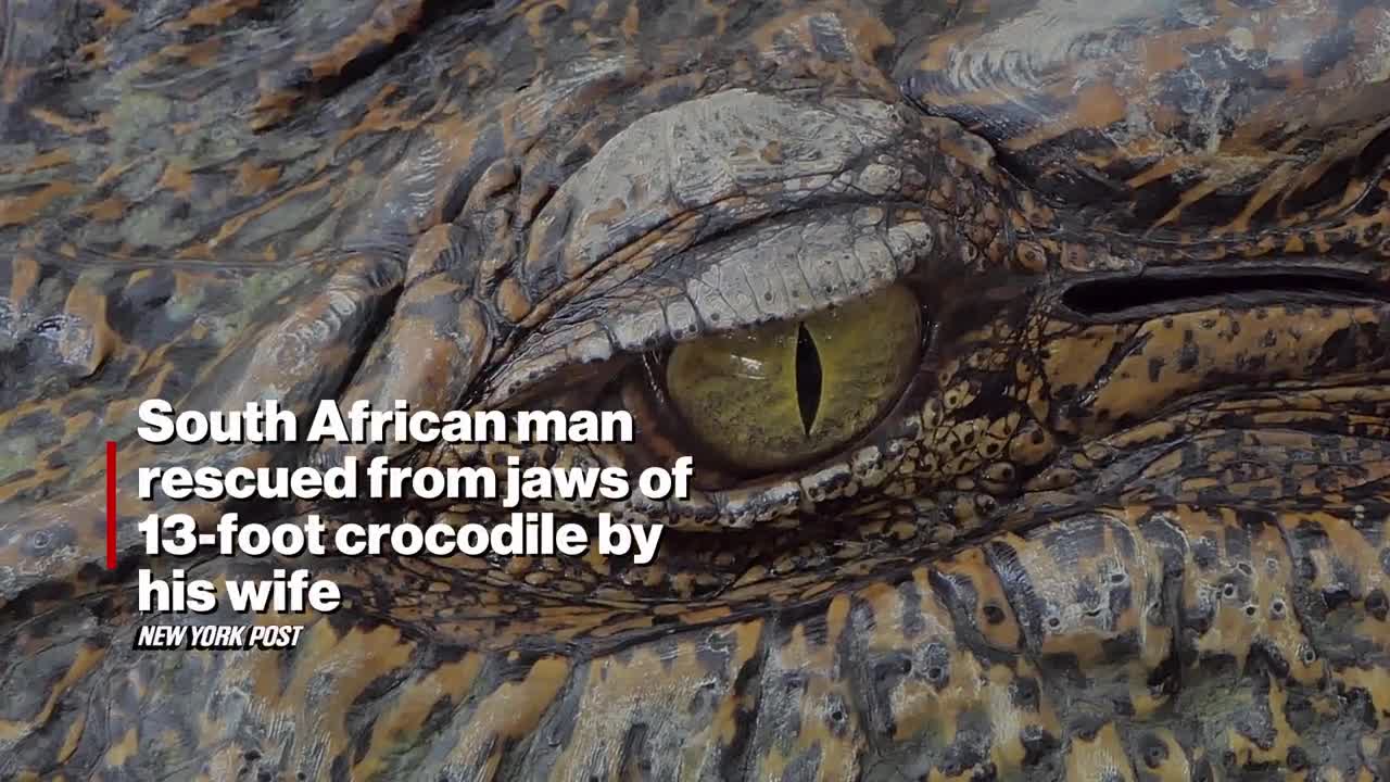 Video - Vợ cầm khúc gỗ đập vào đầu con cá sấu dài 4 mét cứu chồng thoát chết